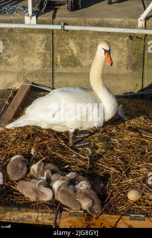 Wien, erwachsener Stubenschwan (Cygnus olor) mit Küken auf schwimmendem Nest im Jahr 22. Bezirk Donaustadt, Wien, Österreich Stockfoto