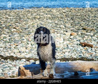 Ein nasser springer-Spaniel-Hund, der auf einem Baumstamm am Meeresstrand steht Stockfoto