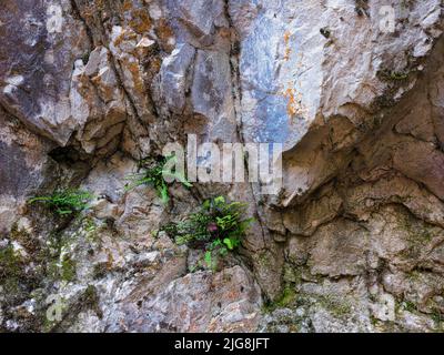 Europa, Deutschland, Hessen, Westerwald, Lahn-Dill-Bergland, Geopark Westerwald-Lahn-Taunus, Lahn-Dill-Kreis, Westerwaldsteig, Breitscheid, Streifenfarn in Karstfelsen Stockfoto