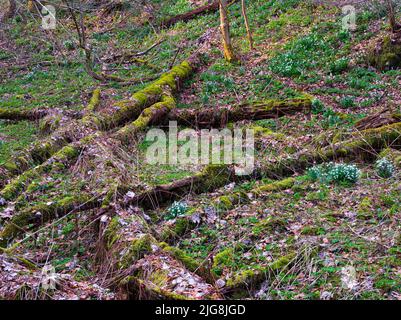 Europa, Deutschland, Hessen, Westerwald, Lahn-Dill-Bergland, Geopark Westerwald-Lahn-Taunus, Lahn-Dill-Kreis, Westerwaldsteig, Breitscheid, Quelle im Naturschutzgebiet Gassenschlucht, Klammwald mit frühen Blumen und Totholz, kleiner Schneeglöckchen (Galanthus nivalis) Stockfoto