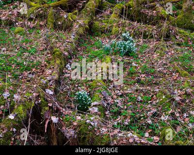 Europa, Deutschland, Hessen, Westerwald, Lahn-Dill-Bergland, Geopark Westerwald-Lahn-Taunus, Lahn-Dill-Kreis, Westerwaldsteig, Breitscheid, Quelle im Naturschutzgebiet Gassenschlucht, Klammwald mit frühen Blumen und Totholz, kleiner Schneeglöckchen (Galanthus nivalis) Stockfoto