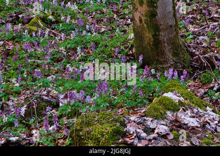 Europa, Deutschland, Hessen, Westerwald, Lahn-Dill-Bergland, Geopark Westerwald-Lahn-Taunus, Lahn-Dill-Kreis, Westerwaldsteig, Breitscheid, Frühling im Naturschutzgebiet Gassenschlucht, Klammwald mit frühen Blüten, Blumen des Hohlen Lerchensporn Stockfoto