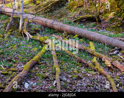 Europa, Deutschland, Hessen, Westerwald, Lahn-Dill-Bergland, Geopark Westerwald-Lahn-Taunus, Lahn-Dill-Kreis, Westerwaldsteig, Breitscheid, Quelle im Naturschutzgebiet Gassenschlucht, Klammwald mit frühen Blüten und Totholz, Blüten des hohlen Lärchensporns Stockfoto