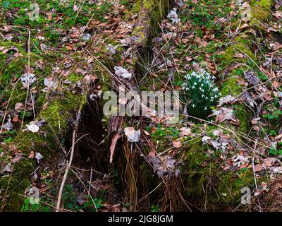 Europa, Deutschland, Hessen, Westerwald, Lahn-Dill-Bergland, Geopark Westerwald-Lahn-Taunus, Lahn-Dill-Kreis, Westerwaldsteig, Breitscheid, Quelle im Naturschutzgebiet Gassenschlucht, Klammwald mit frühen Blumen und Totholz, kleiner Schneeglöckchen (Galanthus nivalis) Stockfoto