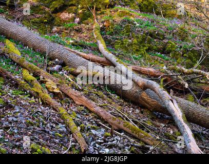 Europa, Deutschland, Hessen, Westerwald, Lahn-Dill-Bergland, Geopark Westerwald-Lahn-Taunus, Lahn-Dill-Kreis, Westerwaldsteig, Breitscheid, Quelle im Naturschutzgebiet Gassenschlucht, Klammwald mit frühen Blüten und Totholz Stockfoto