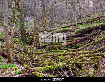 Europa, Deutschland, Hessen, Westerwald, Lahn-Dill-Bergland, Geopark Westerwald-Lahn-Taunus, Lahn-Dill-Kreis, Westerwaldsteig, Breitscheid, Quelle im Naturschutzgebiet Gassenschlucht, Klammwald mit frühen Blüten und Totholz Stockfoto