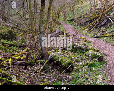 Europa, Deutschland, Hessen, Westerwald, Lahn-Dill-Bergland, Geopark Westerwald-Lahn-Taunus, Lahn-Dill-Kreis, Westerwaldsteig, Breitscheid, Quelle im Naturschutzgebiet Gassenschlucht, Klammwald mit frühen Blumen und Totholz, Wanderweg Stockfoto