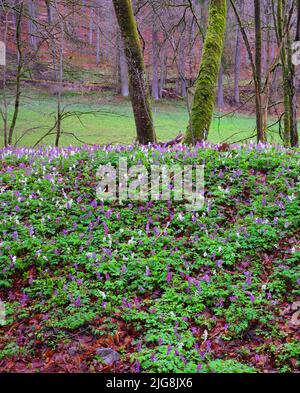 Europa, Deutschland, Hessen, Westerwald, Lahn-Dill-Bergland, Geopark Westerwald-Lahn-Taunus, Lahn-Dill-Kreis, Westerwaldsteig, Breitscheid, blühend Hollow Larkspur im Buchenwald bei Erdbach Stockfoto