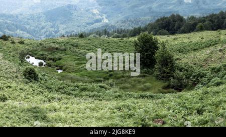 Seen Und Kleine Berge In Einem Alpinen Gebiet, Umgeben Von Grüngras. Berglandschaft in Griechenland, Becken. Stockfoto