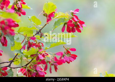 Acer tataricum, der Tatar-Ahorn oder der Tatar-Ahorn im Frühjahr Stockfoto