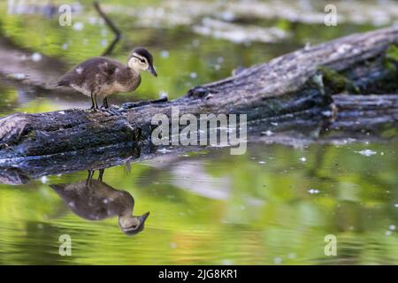 Baby-Holzente oder Carolina-Ente (Aix sponsa) Stockfoto