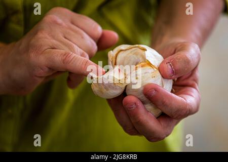 Produktion von schwarzem Knoblauch in die, Frankreich Stockfoto