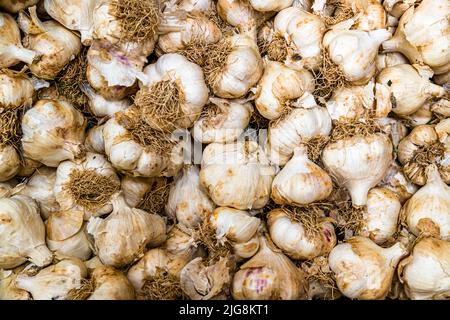 Produktion von schwarzem Knoblauch in die, Frankreich Stockfoto