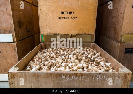 Produktion von schwarzem Knoblauch in die, Frankreich Stockfoto