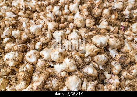 Produktion von schwarzem Knoblauch in die, Frankreich Stockfoto