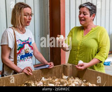 Produktion von schwarzem Knoblauch in die, Frankreich Stockfoto