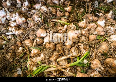 Produktion von schwarzem Knoblauch in die, Frankreich Stockfoto