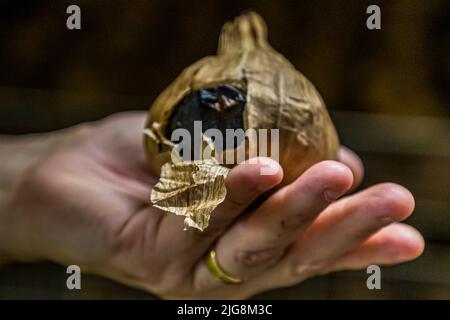 Produktion von schwarzem Knoblauch in die, Frankreich Stockfoto