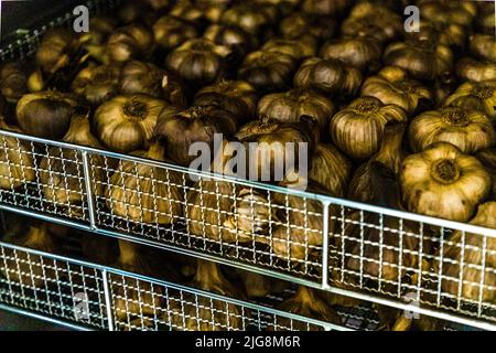 Produktion von schwarzem Knoblauch in die, Frankreich Stockfoto