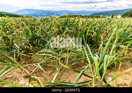 Produktion von schwarzem Knoblauch in die, Frankreich Stockfoto