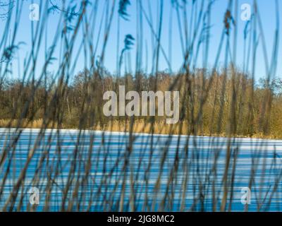 Eine malerische Aussicht auf einen See in einem Wald im Winter mit Schilf im Vordergrund in den Niederlanden Stockfoto