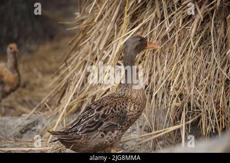 Bengalische Ente in verschiedenen Farben. Stockfoto