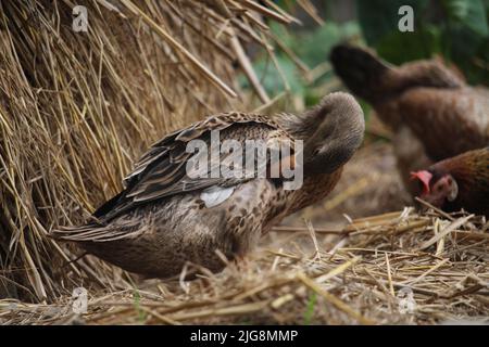 Bengalische Ente in verschiedenen Farben. Stockfoto