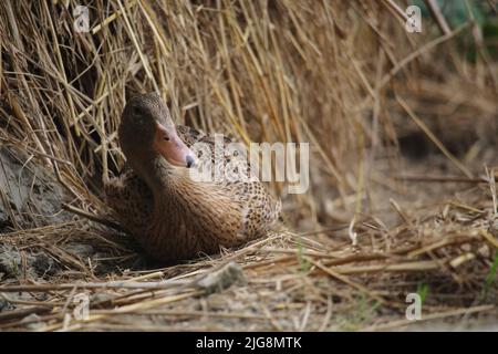 Bengalische Ente in verschiedenen Farben. Stockfoto