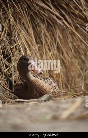 Bengalische Ente in verschiedenen Farben. Stockfoto