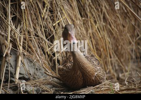 Bengalische Ente in verschiedenen Farben. Stockfoto