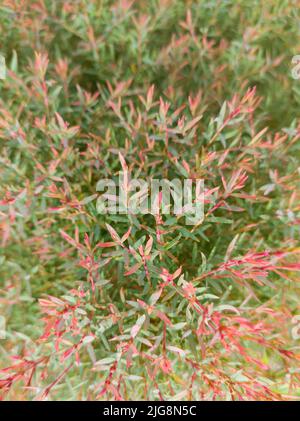 Grüne und rote tropische Blätter Hintergrundstruktur, natürliche Tapete, aufgenommen in geringer Schärfentiefe, verschwommener natürlicher Hintergrund Stockfoto