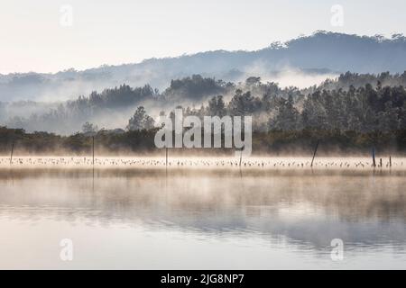 Nebel und Nebel zwischen den Bäumen des Sees bei Sonnenaufgang an der australischen NSW Central Coast Stockfoto