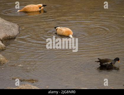 Ruddy Shelducks Tadorna ferruginea auf der Suche nach Nahrung und eurasische Moorhennen im Vordergrund. Tecina. La Gomera. Kanarische Inseln. Spanien. Stockfoto