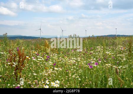 Moderne Windturbinen hinter einer schönen Blumenwiese Umgebung für Insekten, grüne Energie gepflanzt Stockfoto