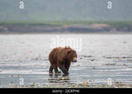 Alaskan Braunbär sät mit Schlamm auf seiner Schnauze von klammenden Spaziergängen entlang des Ufers einer Schlammflamme bei Ebbe im McNeil River State Game Sanctuary und Re Stockfoto