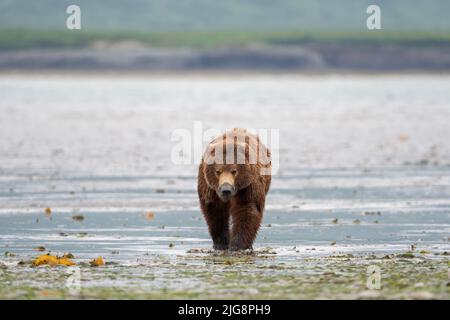 Alaskan Braunbär sät mit Schlamm auf seiner Schnauze von klammenden Spaziergängen entlang des Ufers einer Schlammflamme bei Ebbe im McNeil River State Game Sanctuary und Re Stockfoto