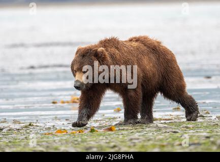 Alaskan Braunbär sät mit Schlamm auf seiner Schnauze von klammenden Spaziergängen entlang des Ufers einer Schlammflamme bei Ebbe im McNeil River State Game Sanctuary und Re Stockfoto