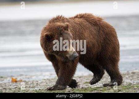 Alaskan Braunbär sät mit Schlamm auf seiner Schnauze von klammenden Spaziergängen entlang des Ufers einer Schlammflamme bei Ebbe im McNeil River State Game Sanctuary und Re Stockfoto