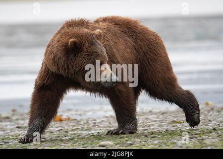 Alaskan Braunbär sät mit Schlamm auf seiner Schnauze von klammenden Spaziergängen entlang des Ufers einer Schlammflamme bei Ebbe im McNeil River State Game Sanctuary und Re Stockfoto