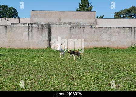 Zwei niedliche Hunde spielen fetch Ball an einem schönen sonnigen Tag. Ein Hund springt, um den Ball in der Luft über grünes Gras zu fangen. Genau dann, wenn sich der Hund ausdehnt Stockfoto