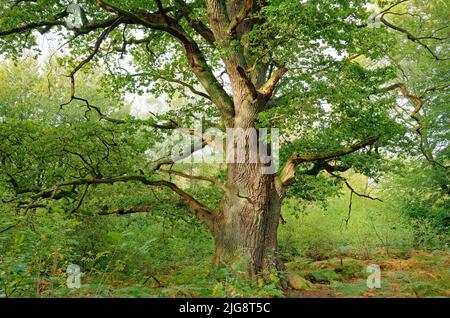 Europa, Deutschland, Hessen, Reinhardswald, Naturschutzgebiet, Urwald Sababurg, Baum, Eiche, Rapp Eiche benannt nach Hermann-Josef Rapp ehemaliger stellvertretender Leiter des Forstamtes Reinhardshagen, englische Eiche, Quercus robur, Seitenlicht Stockfoto