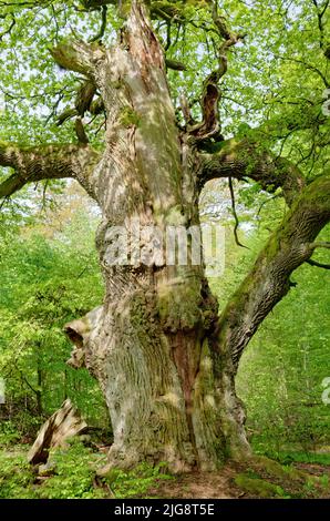 Europa, Deutschland, Hessen, Reinhardswald, Naturschutzgebiet, Urwald Sababurg, Baum, Eiche, genannt Margarete-Eiche, englische Eiche, Quercus robur, Sonnenlicht Stockfoto