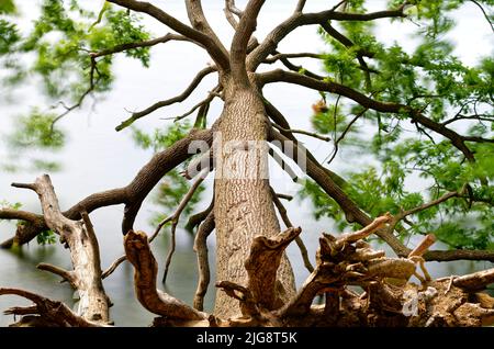 Europa, Deutschland, Rheinland-Pfalz, Laacher See, Baum, Eiche, englische Eiche, Quercus robur, umgedreht, im See liegend Stockfoto