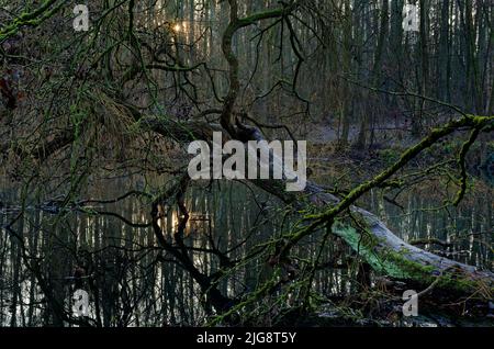 Europa, Deutschland, Nordrhein-Westfalen, Brühl bei Bonn, Margarethenteich, Gefallener Baum, Trauerweide, Salix babylonica, im Wasser liegend, Wald, see, Teich, Herbst, Gegenlicht, Reflexion Stockfoto