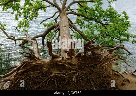 Europa, Deutschland, Rheinland-Pfalz, Laacher See, Baum, Eiche, englische Eiche, Quercus robur, umgedreht, im See liegend Stockfoto