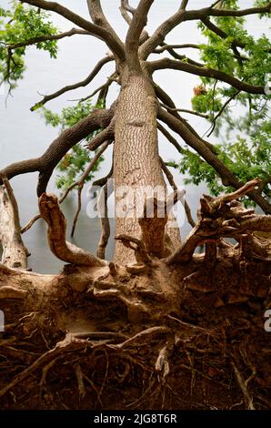 Europa, Deutschland, Rheinland-Pfalz, Laacher See, Baum, Eiche, englische Eiche, Quercus robur, umgedreht, im See liegend Stockfoto