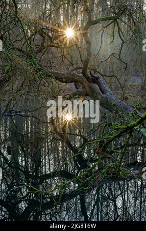 Europa, Deutschland, Nordrhein-Westfalen, Brühl bei Bonn, Margarethenteich, Gefallener Baum, Trauerweide, Salix babylonica, im Wasser liegend, Herbst, Hintergrundbeleuchtung, Reflexion, doppelte Sonne Stockfoto