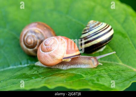 Gartenschnecken (Helix aspera)/Schnecke mit weißen Lippen, (Cepaea hortensis) Stockfoto