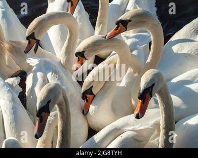 Schwäne auf dem Jungfernstieg in Hamburg. Stockfoto