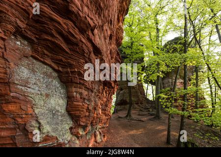 Morgenstimmung an den alten Burgfelsen, Felsformation aus rotem Sandstein bei Eppenbrunn, Buchenwald im Frühlingsgrün, Naturpark Pfälzerwald, Biosphärenreservat Pfälzerwald-Nordvogesen, Deutschland, Rheinland-Pfalz Stockfoto